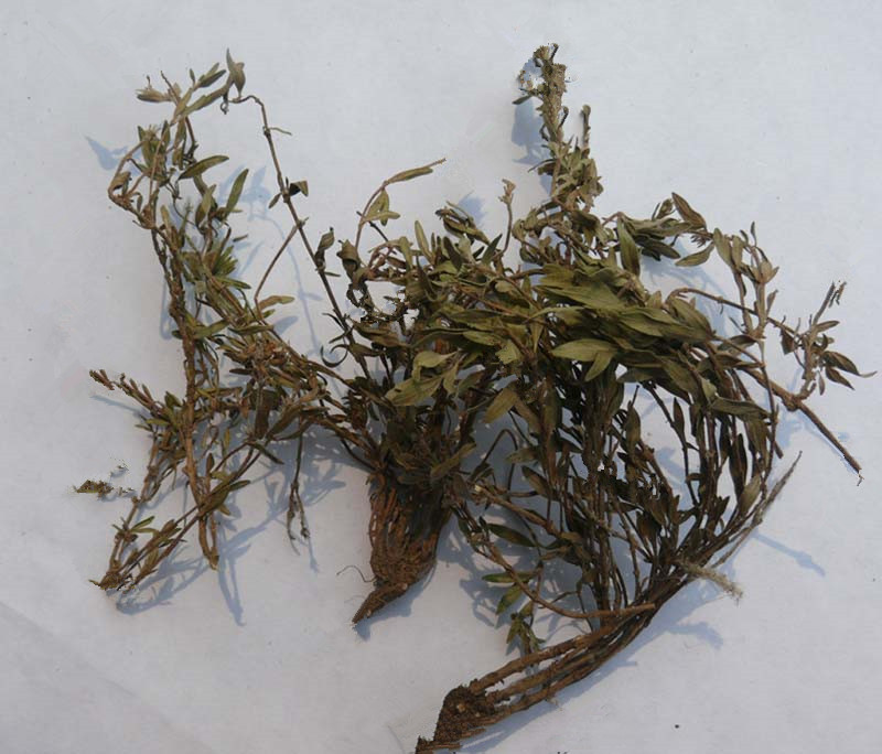 Asiatic Pennywort Herb（BengDaWan）