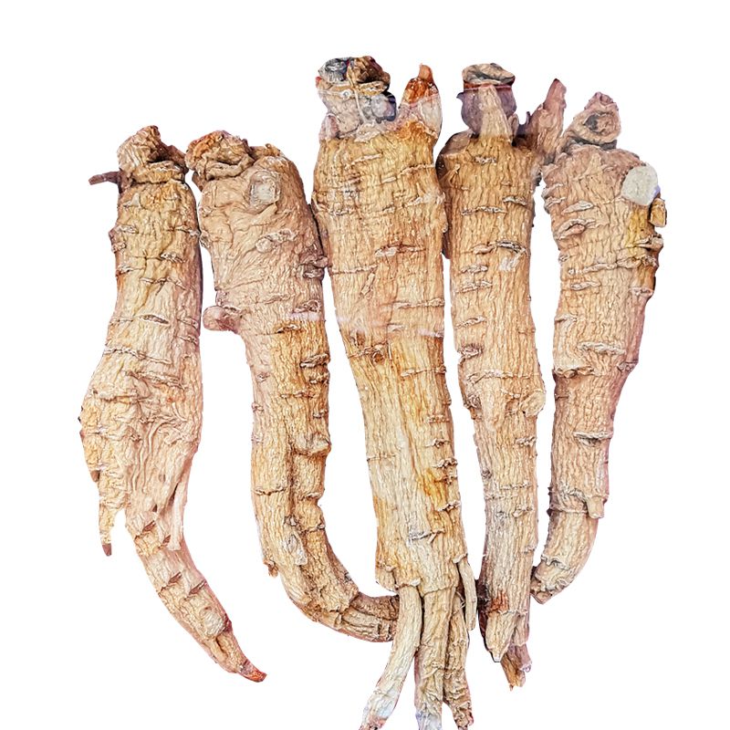 American ginseng (Extra Large)
