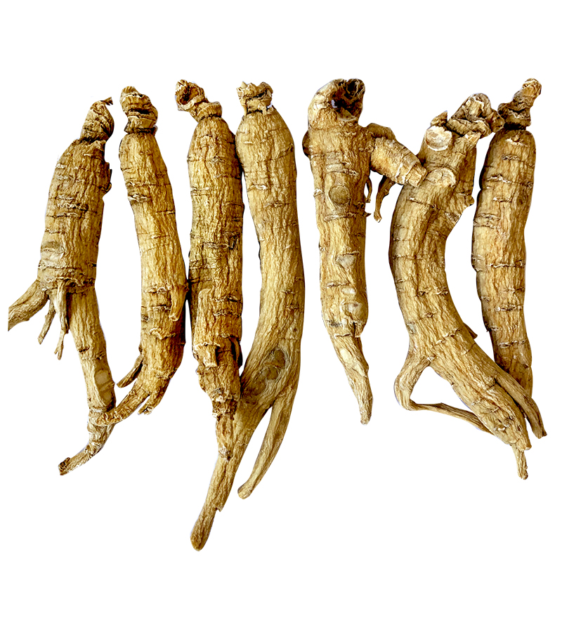 American ginseng（XiYangShen西洋参）(Medium)