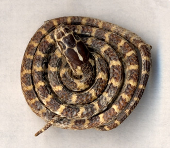 White-patterned Snake (BaiHuaShe)