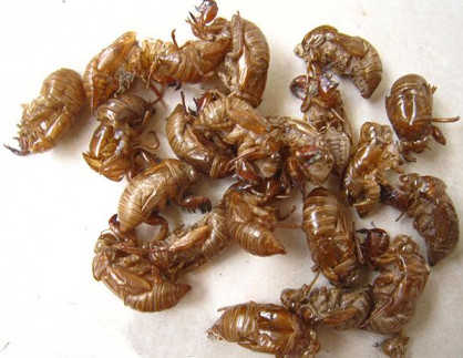 Cicada Molting （ChanTui）
