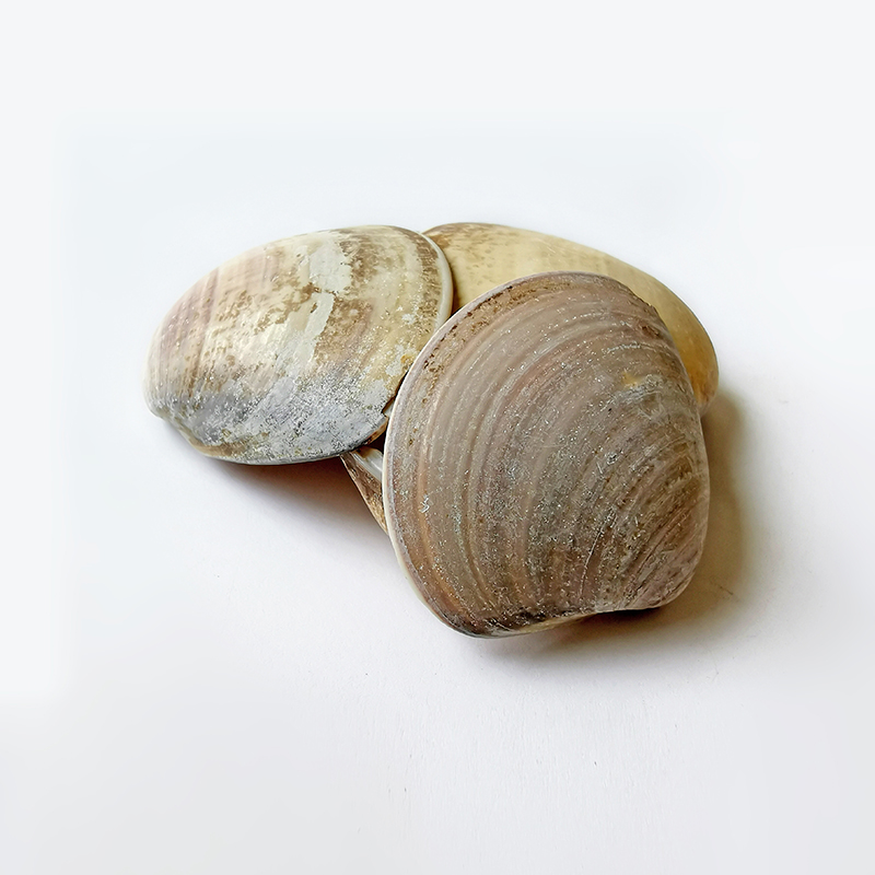 Clam Shell （HaiGeKe）